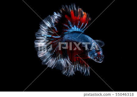 Betta fish  red hellboy in the aquarium  55046318