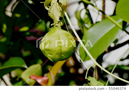 在三鷹中原開花的Fuusen kazura 55046374