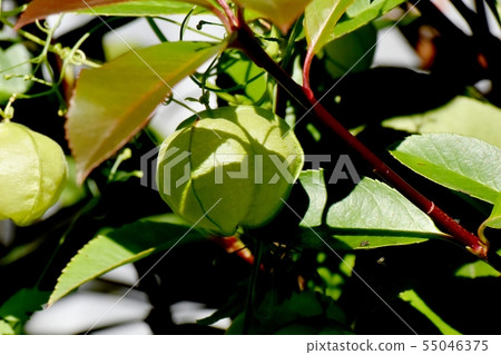 在三鷹中原開花的Fuusen kazura 55046375