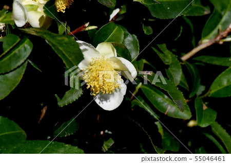 開花在三鷹中原的白色chano樹花 55046461