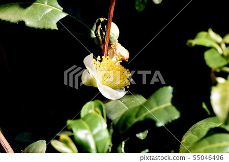 White chano tree flower blooming in Mitaka Nakahara White chano tree flower blooming in Mitaka Nakahara 55046496