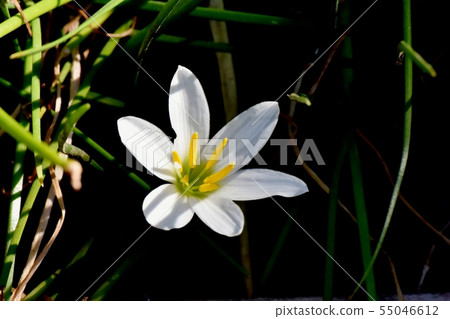 開花在三鷹中原的白色Tamasdale 開花在三鷹中原的白色Tamasdale 55046612