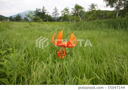 Lily  Lily 55047144