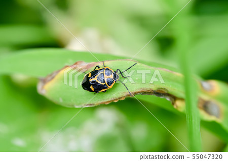 Turtle Turtle 55047320