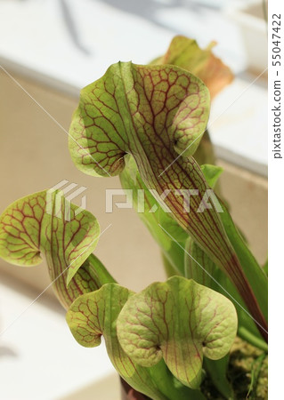 食蟲植物Salacenia 食蟲植物Salacenia 55047422