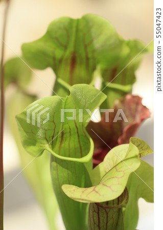 食蟲植物Salacenia 55047423