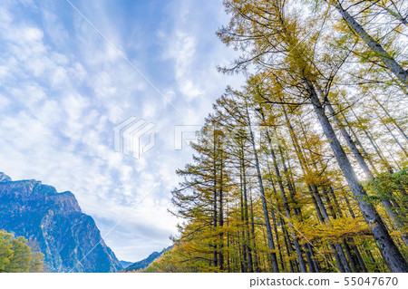 秋天Kamikochi早晨[長野縣] 55047670