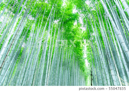 Takebayashi(水平) Takebayashi(水平) 55047835