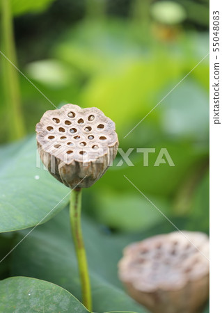 Lotus fruit 55048083