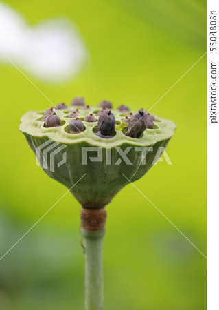 Lotus fruit 55048084