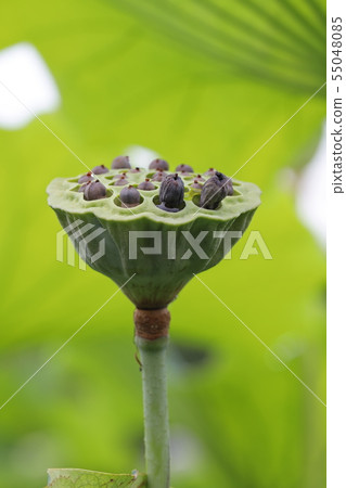 Lotus fruit 55048085