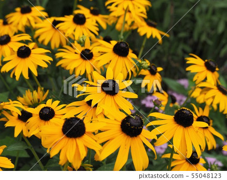 開花在夏天庭院裡的黃色黃金菊喜馬達花 55048123