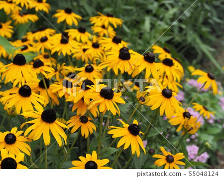 開花在夏天庭院裡的黃色黃金菊喜馬達花 開花在夏天庭院裡的黃色黃金菊喜馬達花 55048124