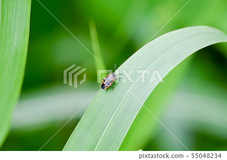 Short-tailed turtle 55048234