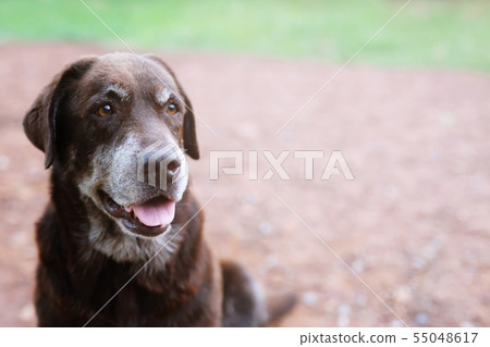 Dog shy guilty is a shelter hound dog waiting look 55048617