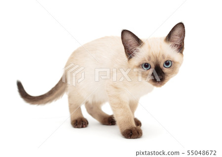 Small Siamese kitten stands 55048672