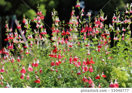 開花在領域的花櫻桃賢哲 55048777