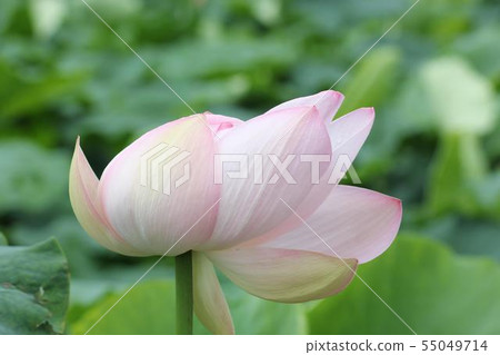 Lotus flower 02 blown by the wind Lotus flower 02 blown by the wind 55049714