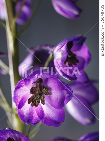 Delphinium Violet Flowers Macro 55049735