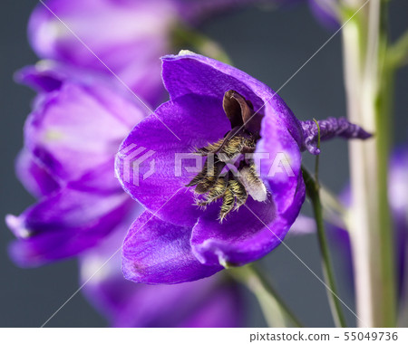 Delphinium Flower Macro 55049736