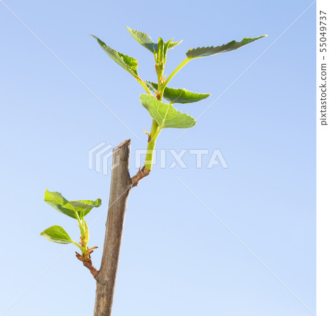 Poplar tree plantlet 55049737