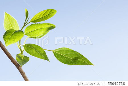 Fresh spring leafage on tree 55049738
