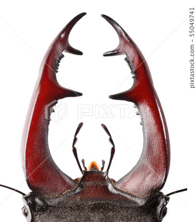 Stag Beetle mandibles Stag Beetle mandibles 55049741
