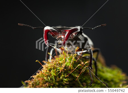 Giant Stage Beetle front view Giant Stage Beetle front view 55049742