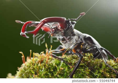 Stage Beetle on moss Stage Beetle on moss 55049744