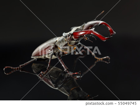 Stage beetle attitude of combat Stage beetle attitude of combat 55049745
