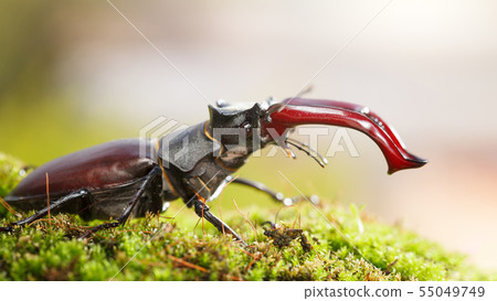 Stag Beetle profile Stag Beetle profile 55049749