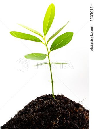 Freshness leaves of Alexandrian laurel young plant Freshness leaves of Alexandrian laurel young plant 55050184