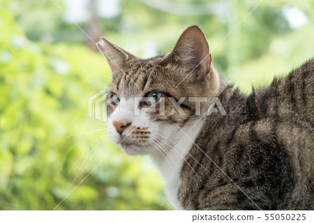 Cat that has undergone contraception 55050225