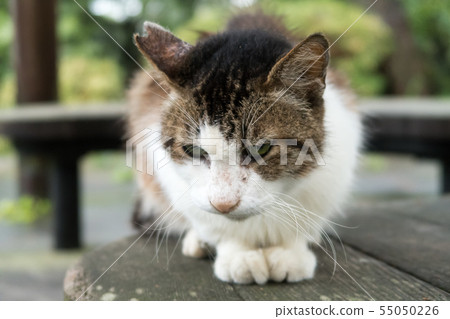 經歷過避孕的貓 55050226