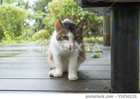 Cat that has undergone contraception Cat that has undergone contraception 55050228