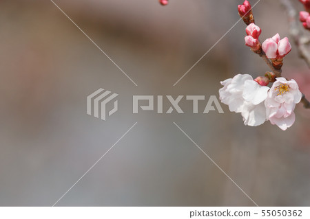 Cherry Blossoms	 55050362
