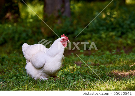White hen or chicken standing in the garden or White hen or chicken standing in the garden or 55050841