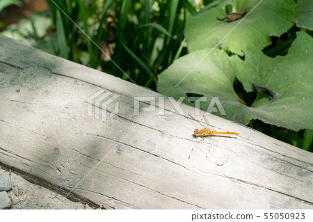 Dragonfly Dragonfly 55050923