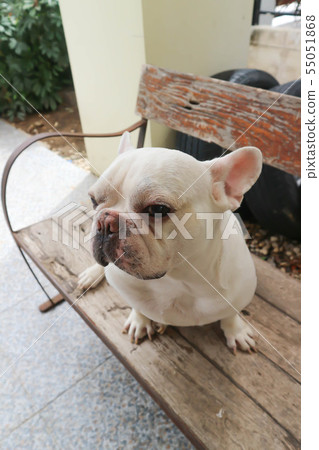 French bulldog, dog or sitting french bulldog French bulldog, dog or sitting french bulldog 55051868