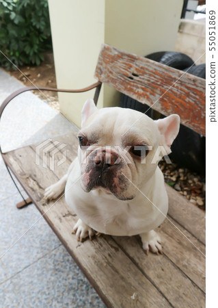French bulldog, dog or sitting french bulldog French bulldog, dog or sitting french bulldog 55051869