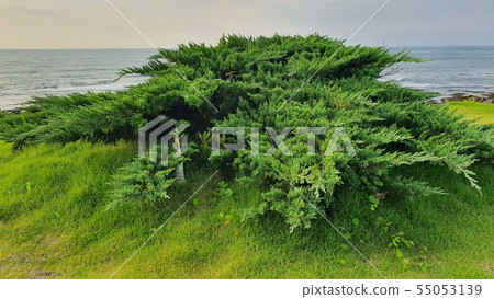Pine 55053139