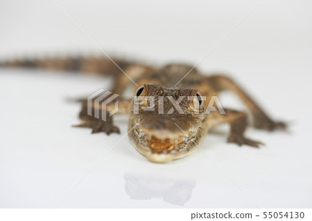 Eyes of small alligator 55054130