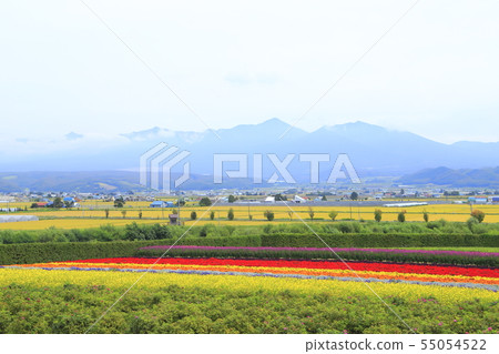 Landscape seen from Farm Tomida, Furano-cho, Sorachigun, Hokkaido 55054522