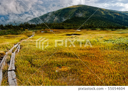 草葉和Hiragatake在Ikenotake的濕地 55054604