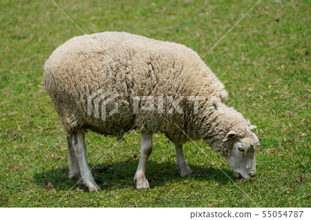 A sheep A sheep 55054787