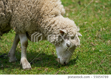 A sheep 55054789