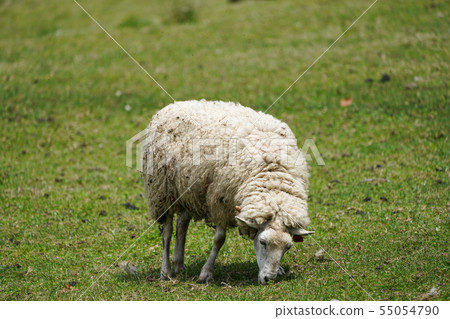 A sheep A sheep 55054790