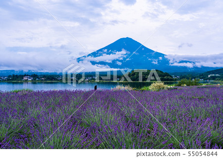 （山梨縣）河口湖大石公園的薰衣草和富士山 55054844