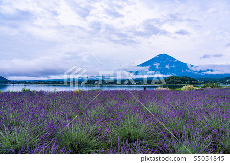 （山梨縣）河口湖大石公園的薰衣草和富士山 55054845