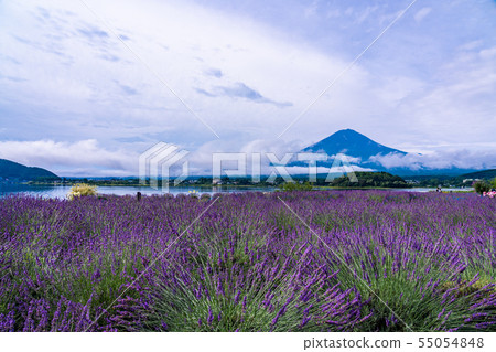 （山梨縣）河口湖大石公園的薰衣草和富士山 55054848